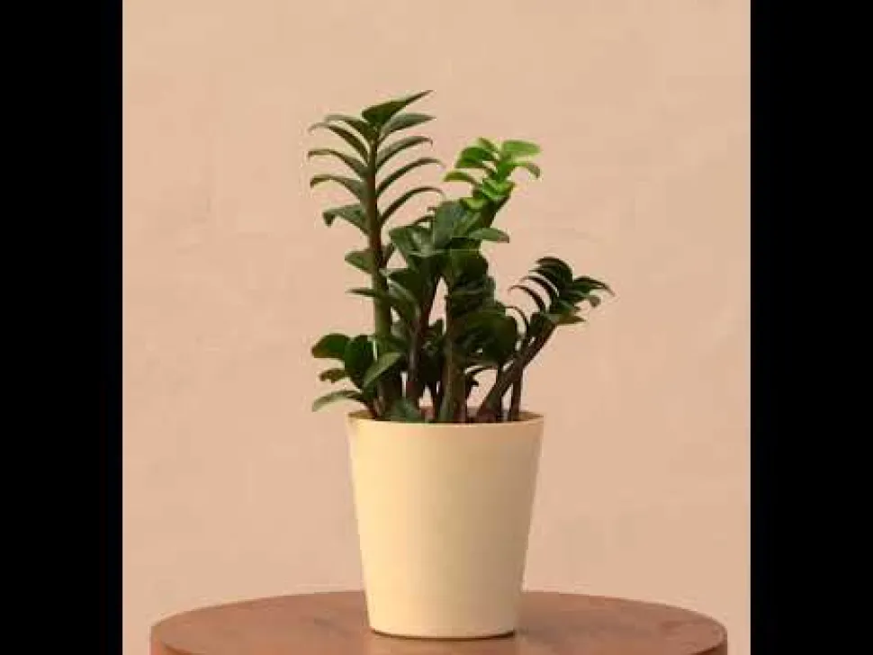 Dwarf ZZ Plant