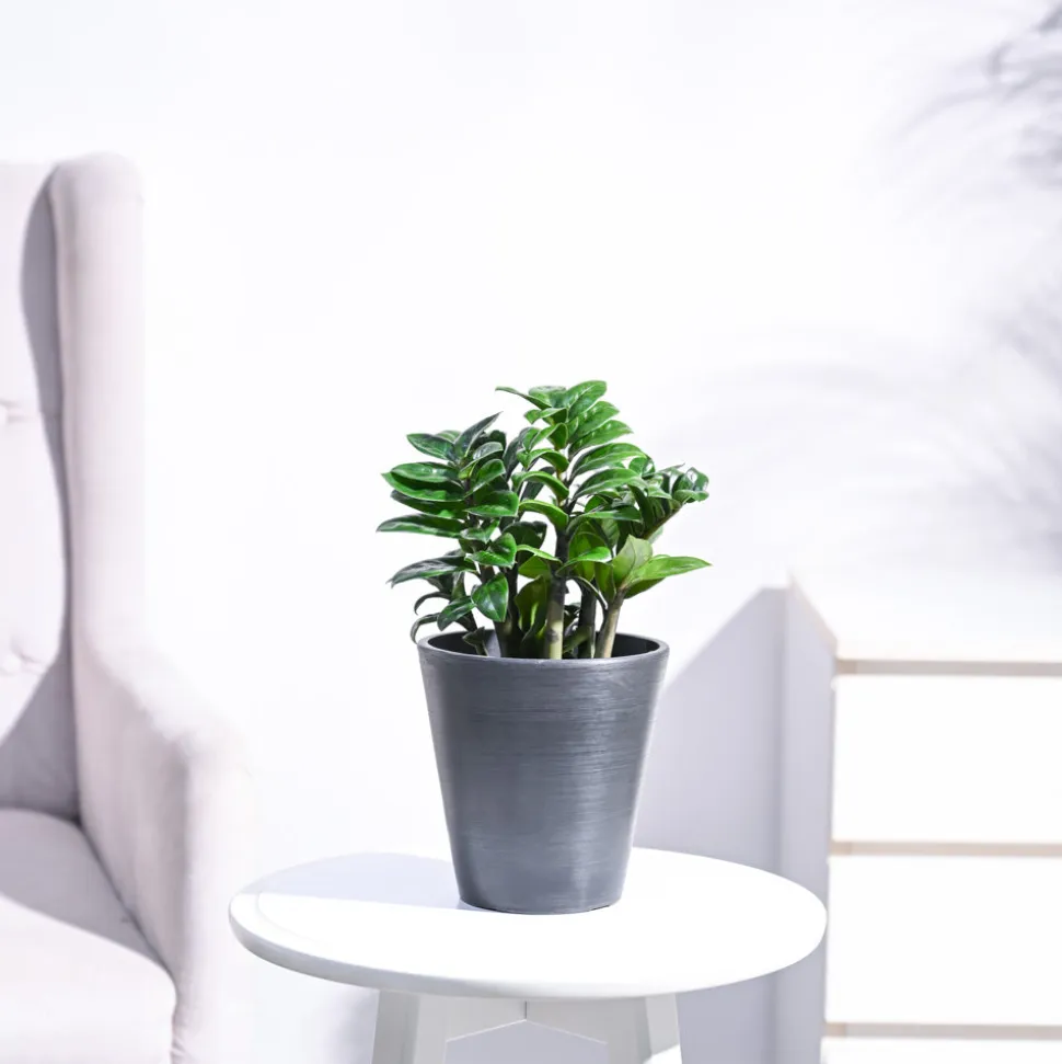 Dwarf ZZ Plant