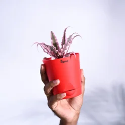 Earth Star Plant - Pink