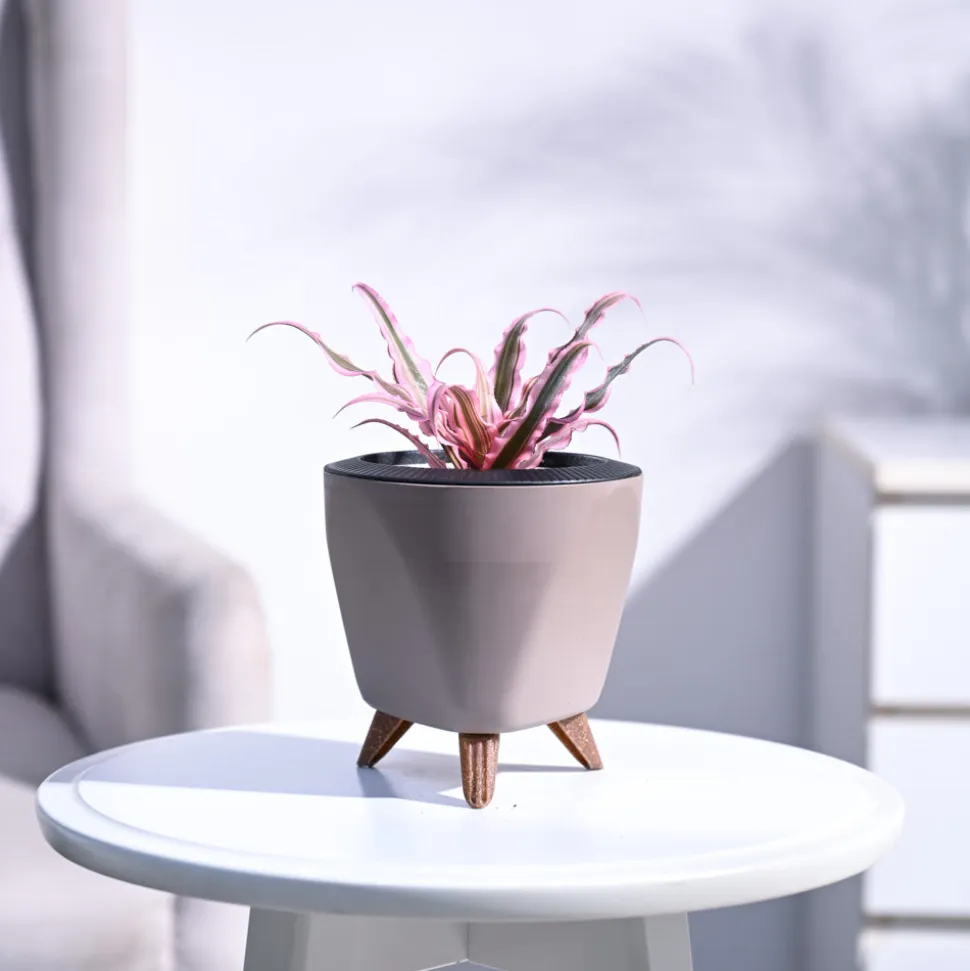 Earth Star Plant - Pink