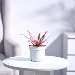Earth Star Plant - Pink