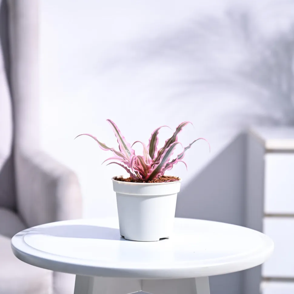 Earth Star Plant - Pink