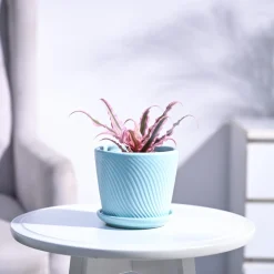 Earth Star Plant - Pink