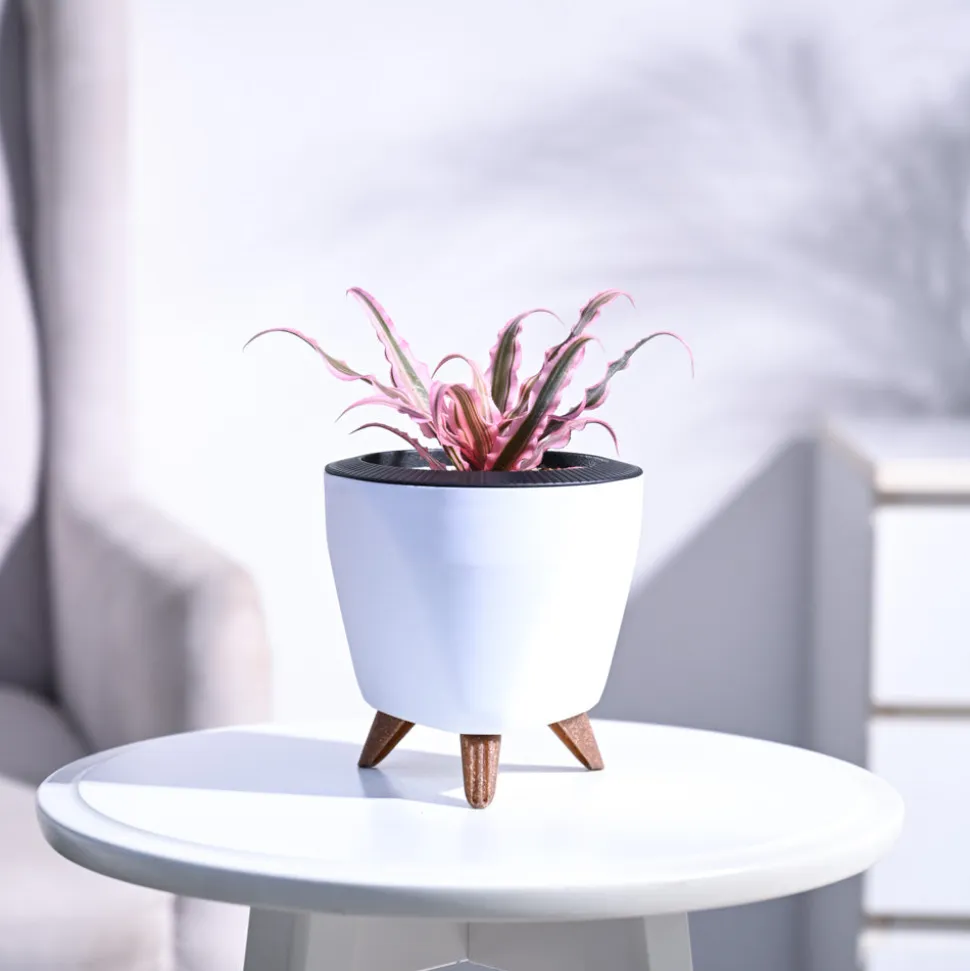 Earth Star Plant - Pink