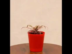 Earth Star Plant - Pink