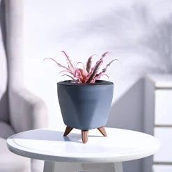 Earth Star Plant - Pink