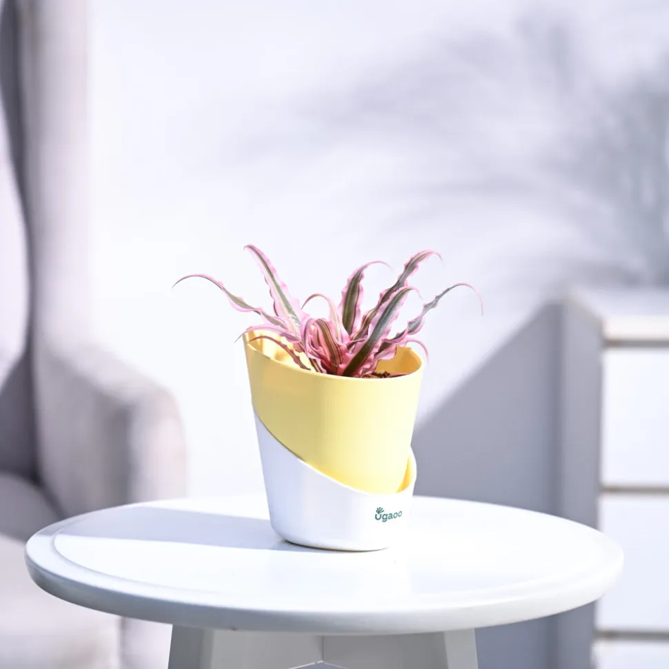 Earth Star Plant - Pink