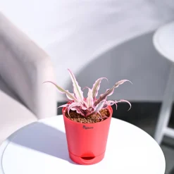 Earth Star Plant - Pink