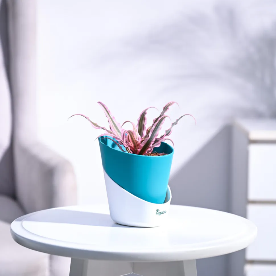 Earth Star Plant - Pink