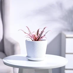 Earth Star Plant - Pink