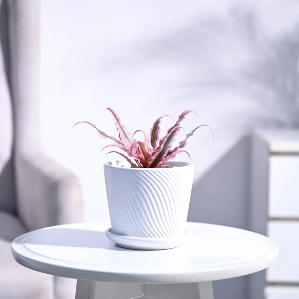 Earth Star Plant - Pink