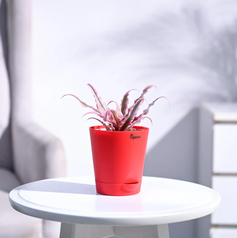 Earth Star Plant - Pink