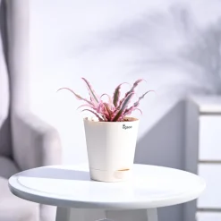 Earth Star Plant - Pink