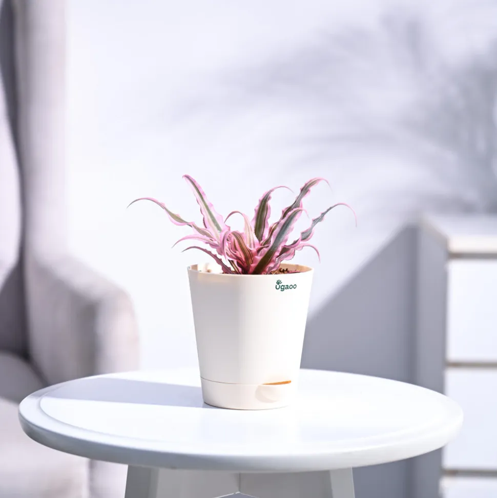 Earth Star Plant - Pink