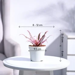 Earth Star Plant - Pink