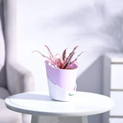 Earth Star Plant - Pink
