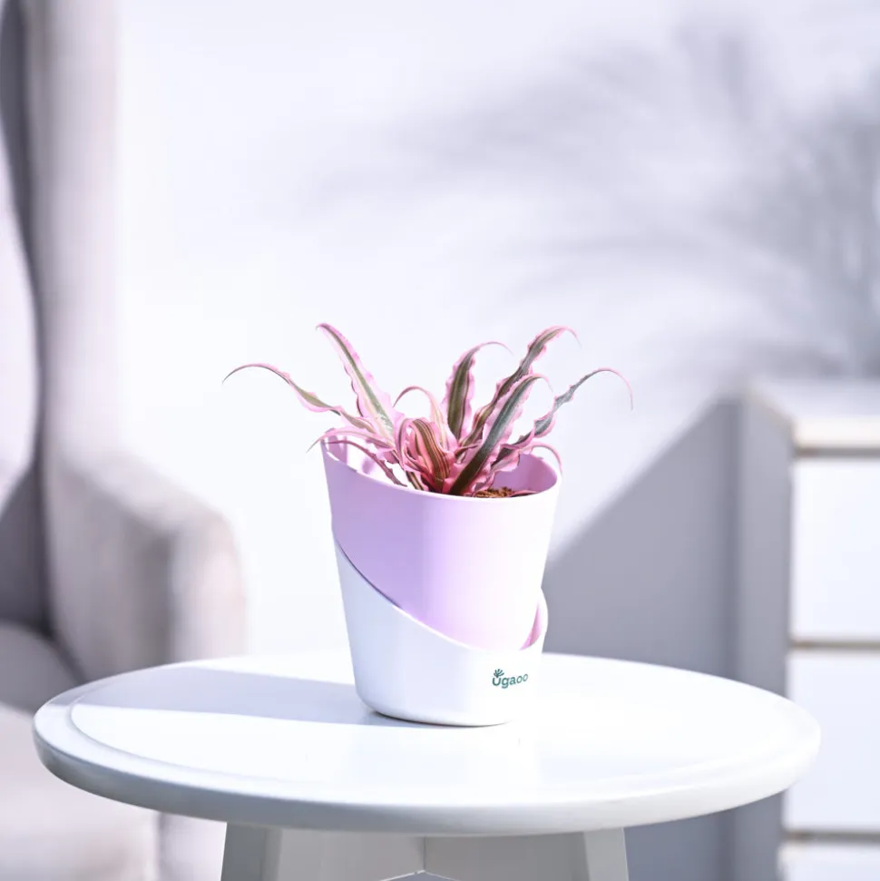 Earth Star Plant - Pink