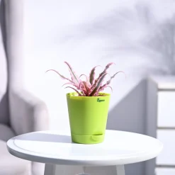 Earth Star Plant - Pink