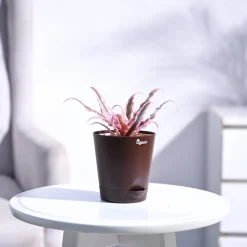 Earth Star Plant - Pink