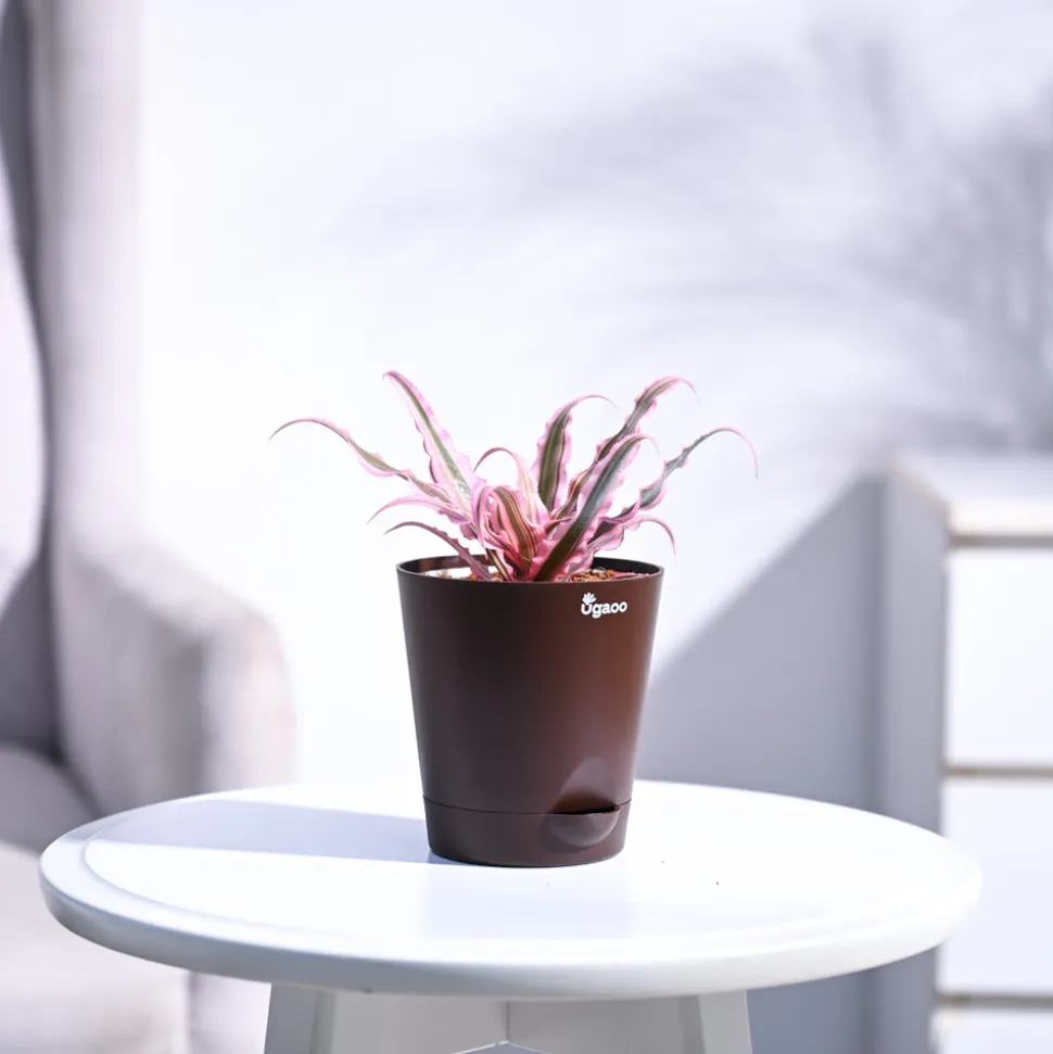 Earth Star Plant - Pink