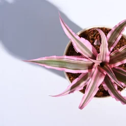 Earth Star Plant - Pink