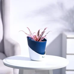 Earth Star Plant - Pink