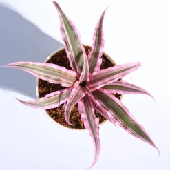 Earth Star Plant - Pink