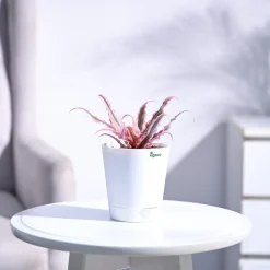 Earth Star Plant - Pink