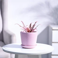 Earth Star Plant - Pink