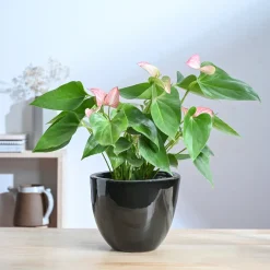 Echoing Eternity Ceramic Planter