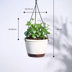 English Ivy Plant In Hanging Planter