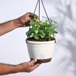 English Ivy Plant In Hanging Planter