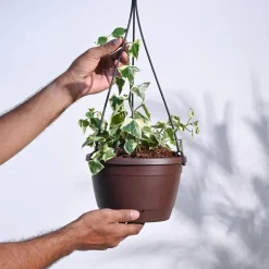 English Ivy Variegated In Hanging Planter