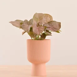 Erika Planter
