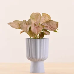 Erika Planter