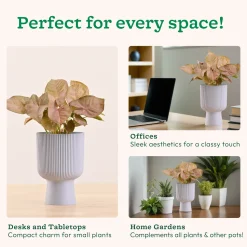 Erika Planter