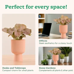 Erika Planter