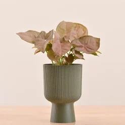 Erika Planter