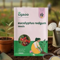 Eucalyptus Redgum Seeds - 100 g