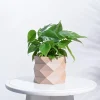 Faceted prism Wooden Pot