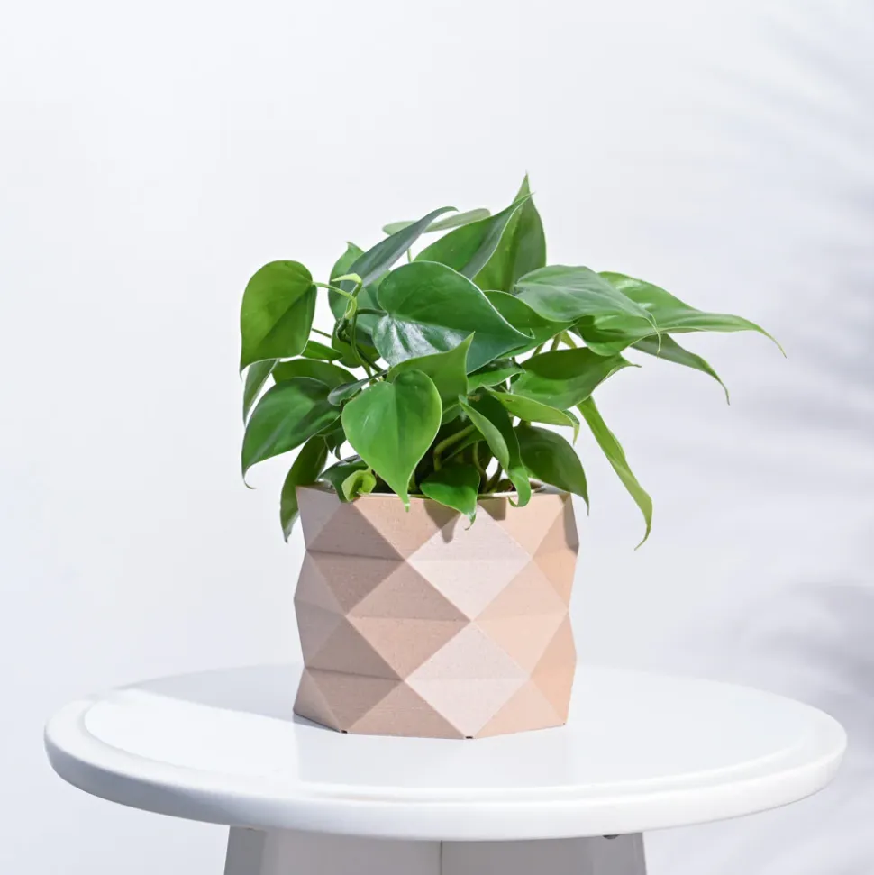 Faceted prism Wooden Pot