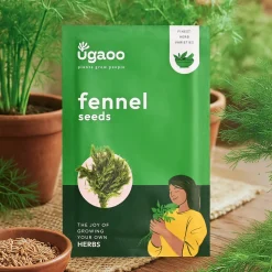 Fennel Seeds