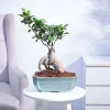 Ficus Bonsai Plant
