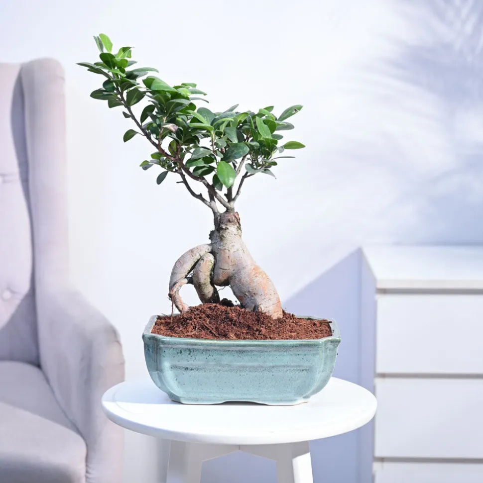 Ficus Bonsai Plant