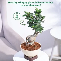 Ficus Bonsai Plant