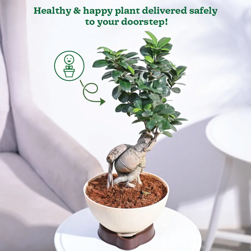 Ficus Bonsai Plant