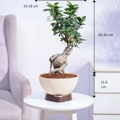 Ficus Bonsai Plant