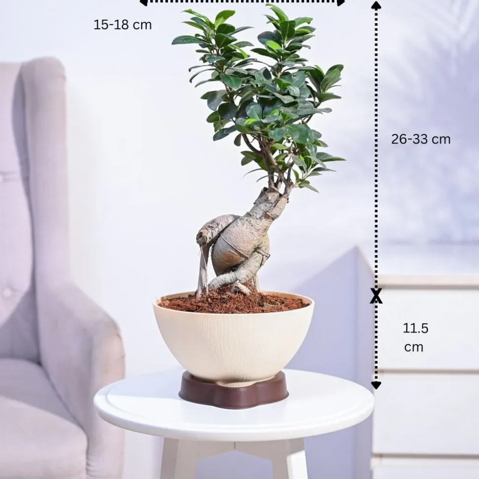 Ficus Bonsai Plant