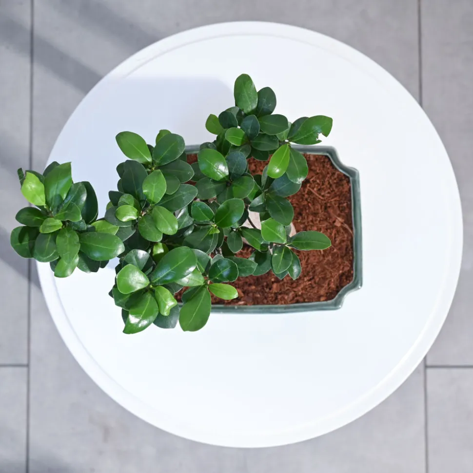 Ficus Bonsai Plant