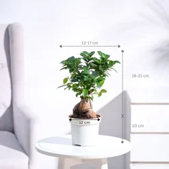 Ficus Bonsai Plant